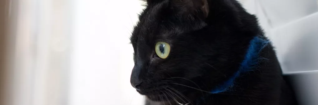 Ella